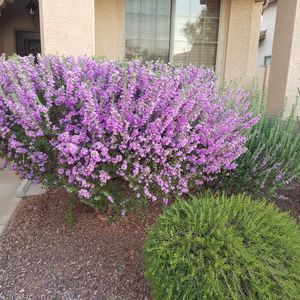 Meet your Posher, Rhacquel